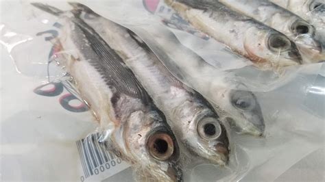 Yummy vs Frozen Flying Fish .